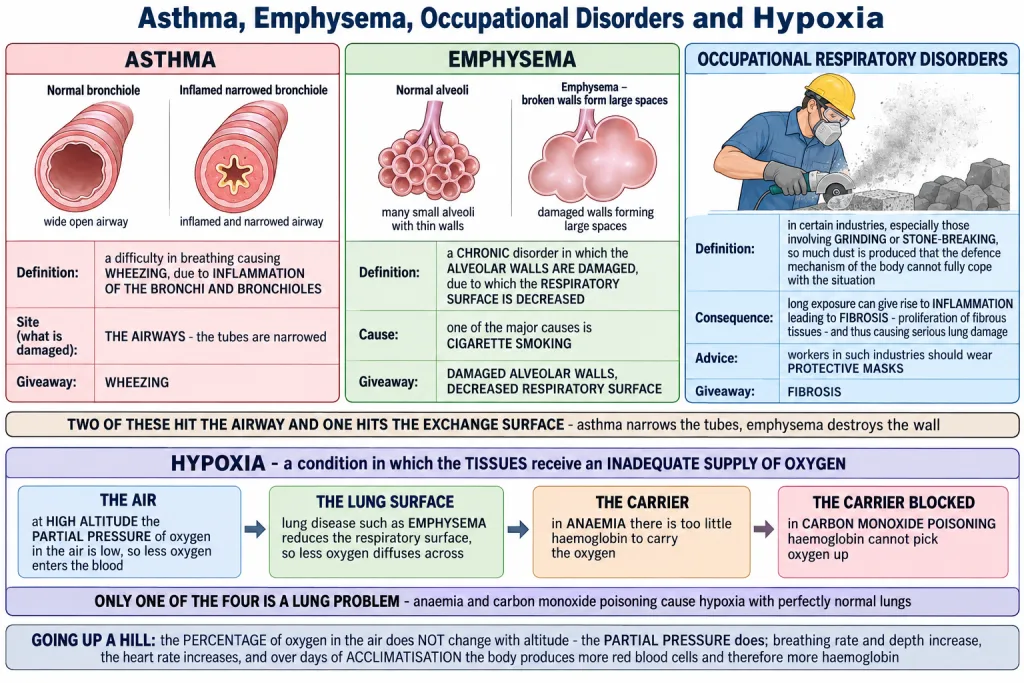 Asthma, emphysema and occupational lung disorders compared