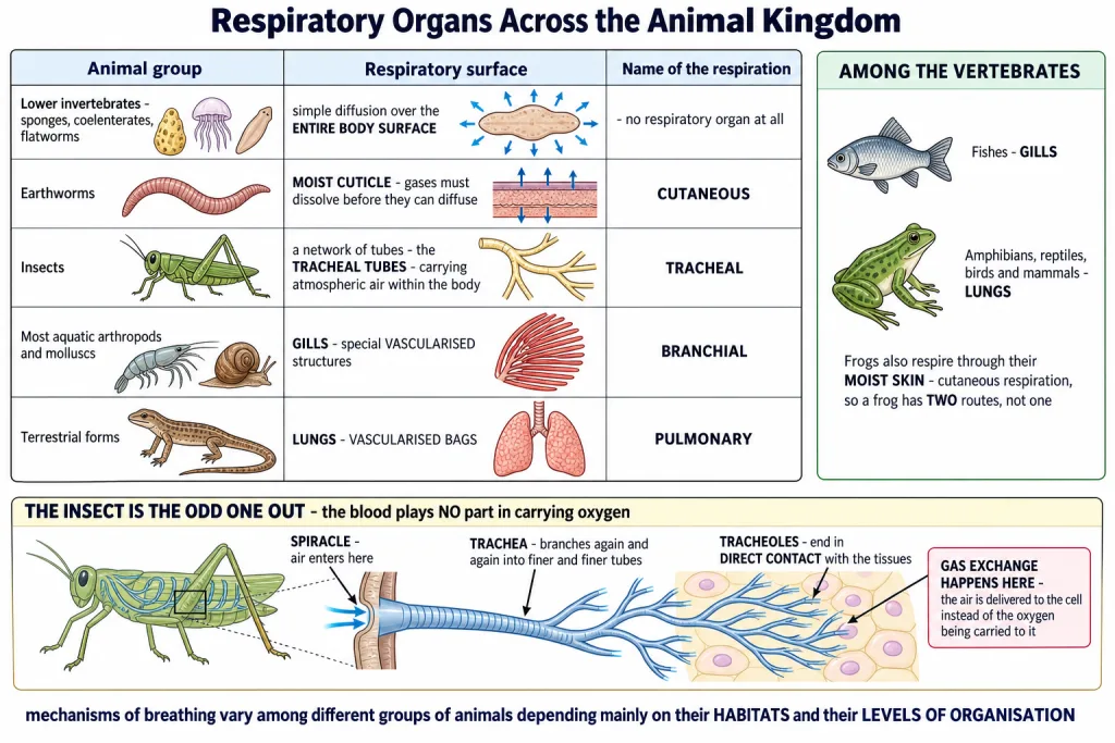 Body surface, moist cuticle, tracheal tubes, gills and lungs across animal groups