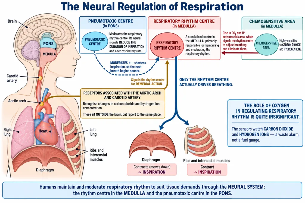 Respiratory rhythm centre in the medulla and pneumotaxic centre in the pons