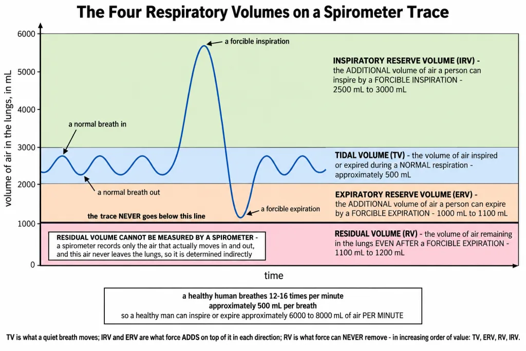 Spirometer trace of tidal volume, reserve volumes and residual volume
