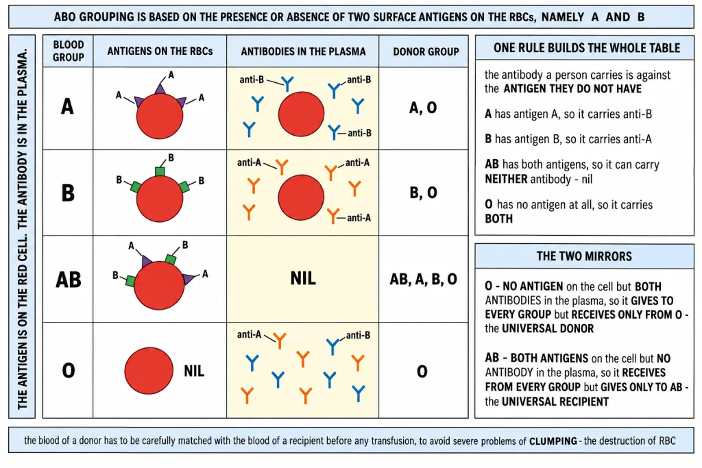 The four ABO blood groups with their surface antigens and plasma antibodies