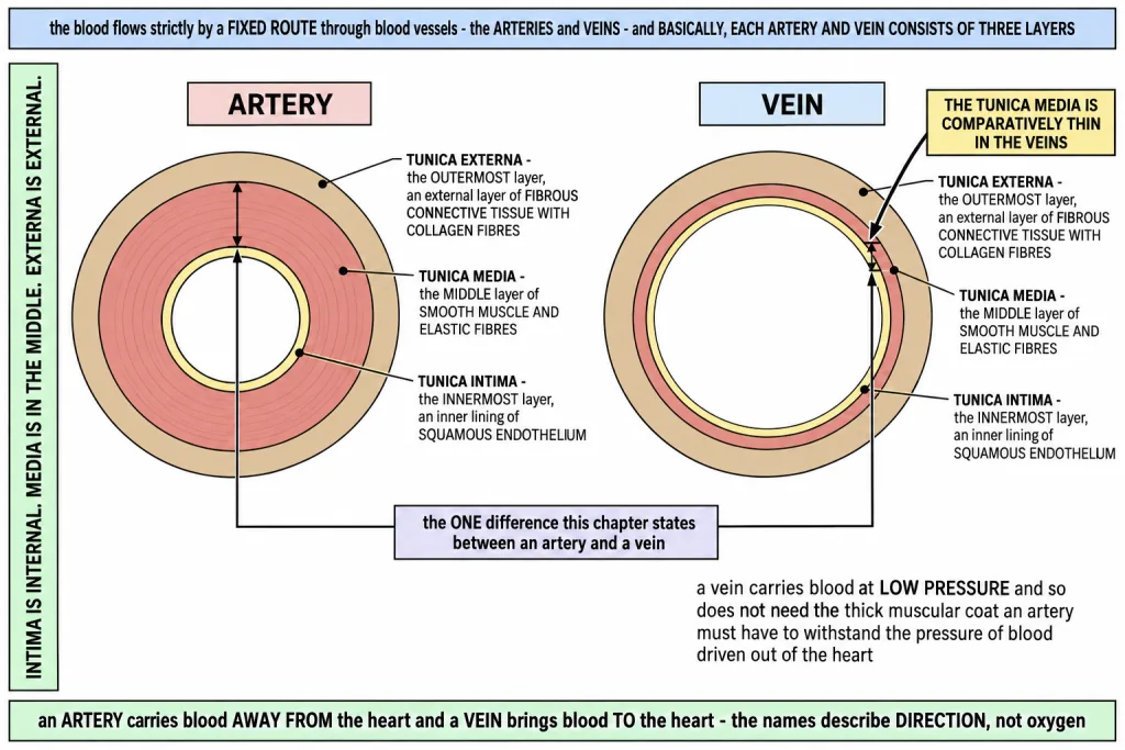 The three layers of an artery and a vein compared in cross section