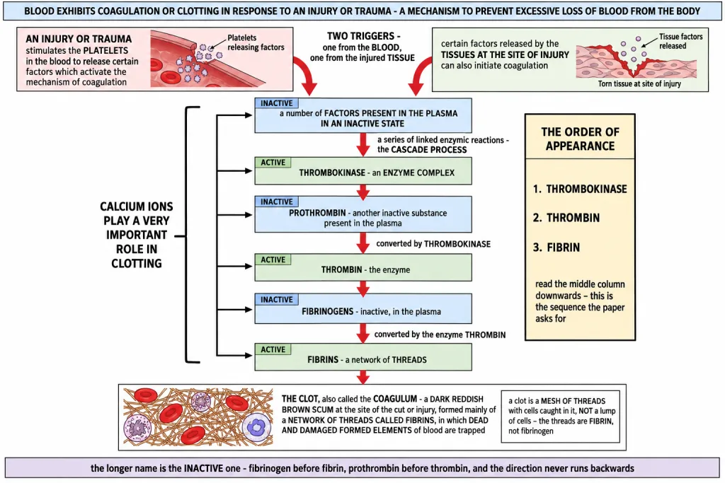 The clotting cascade from thrombokinase through prothrombin to the fibrin mesh