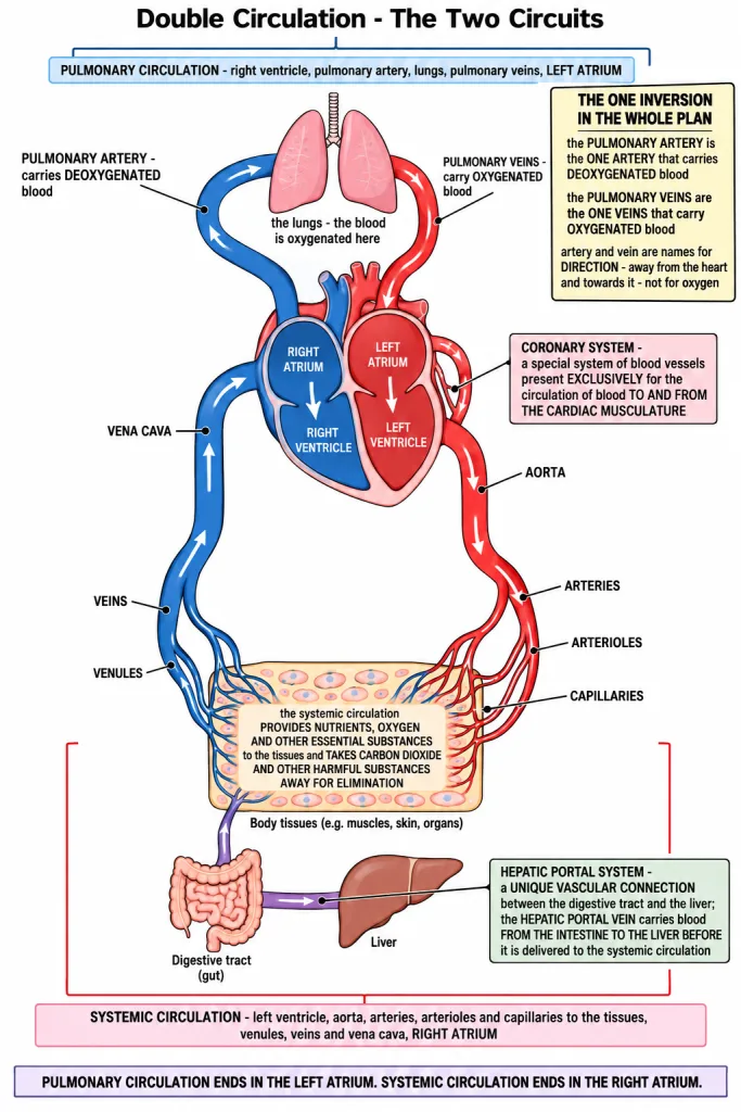 Schematic plan of blood circulation in human with both circuits marked