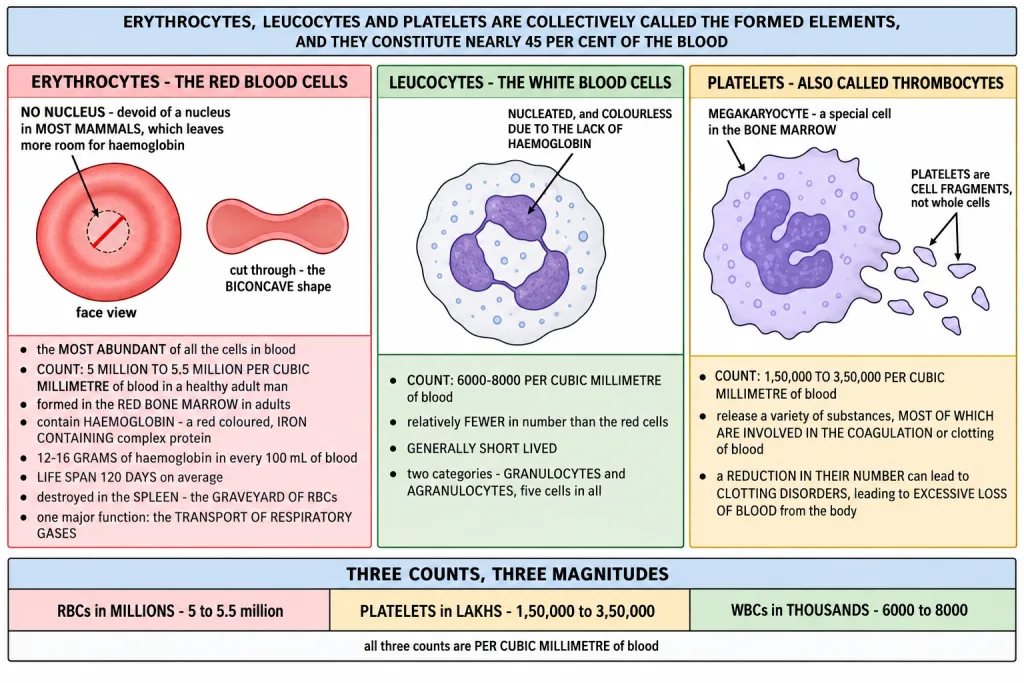 Red blood cells, the five white cell types and platelets drawn to scale