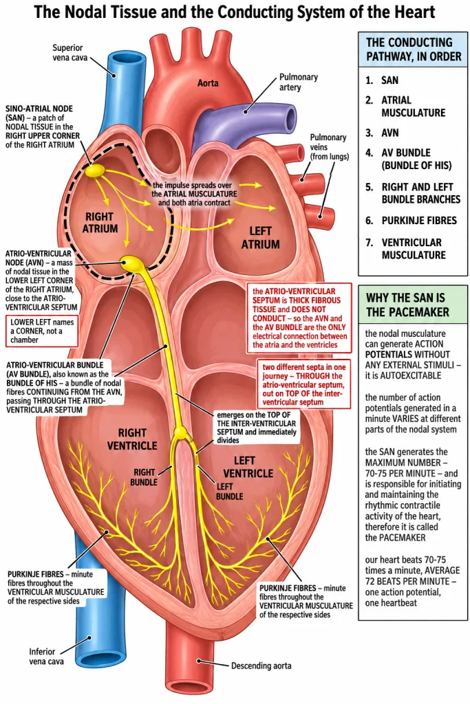 Nodal tissue of the heart with SAN, AVN, AV bundle and Purkinje fibres