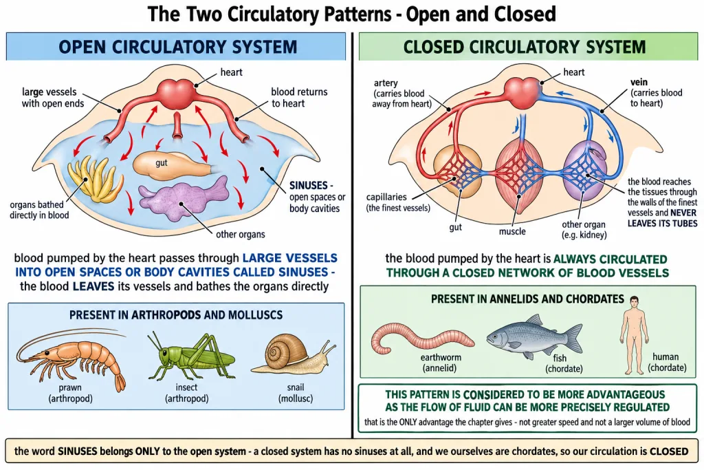 Open circulation with sinuses compared with a closed network of blood vessels