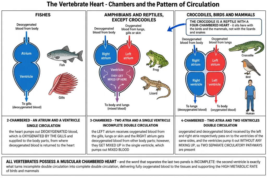 Two, three and four chambered hearts of fishes, amphibians, reptiles and mammals
