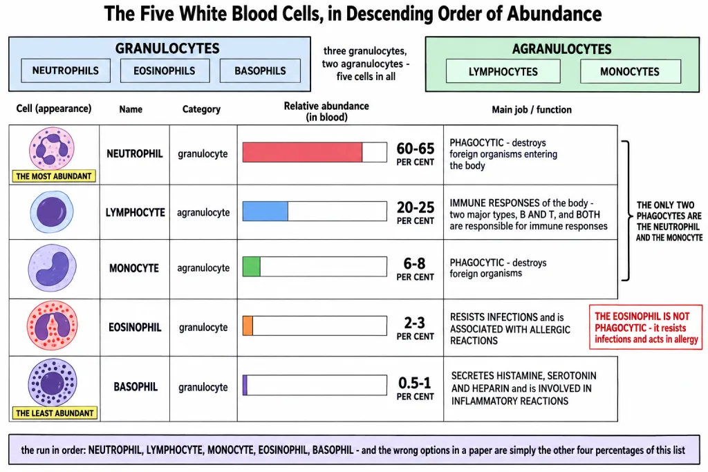 The five white blood cell types split into granulocytes and agranulocytes