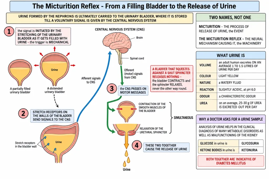 Micturition reflex from bladder stretch receptors to CNS and urethral sphincter