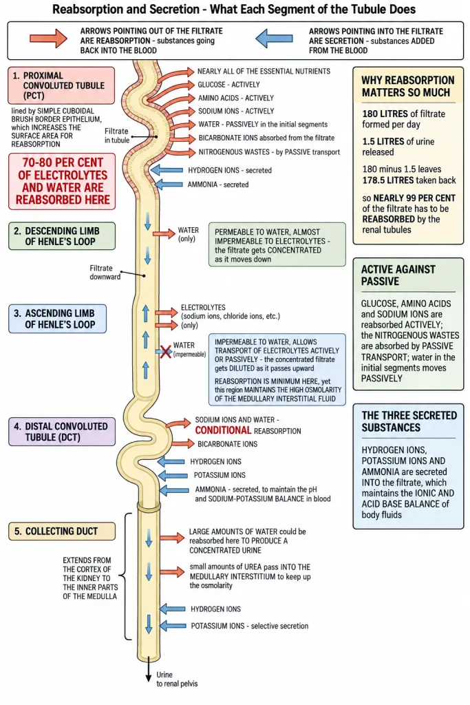Reabsorption and secretion of major substances at different parts of the nephron