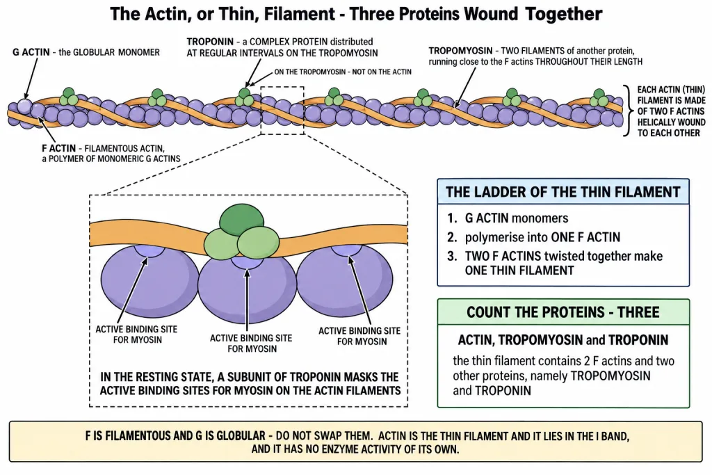 An actin thin filament showing F actin, tropomyosin and troponin