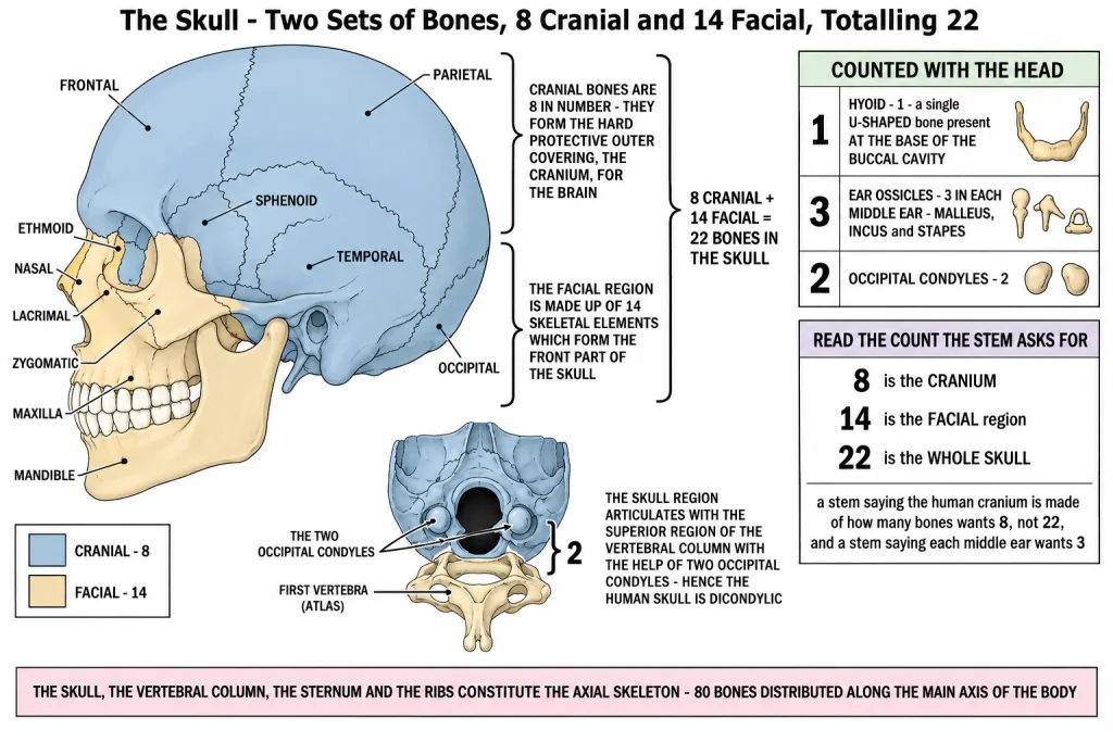 Human skull in side view with cranial and facial bones labelled