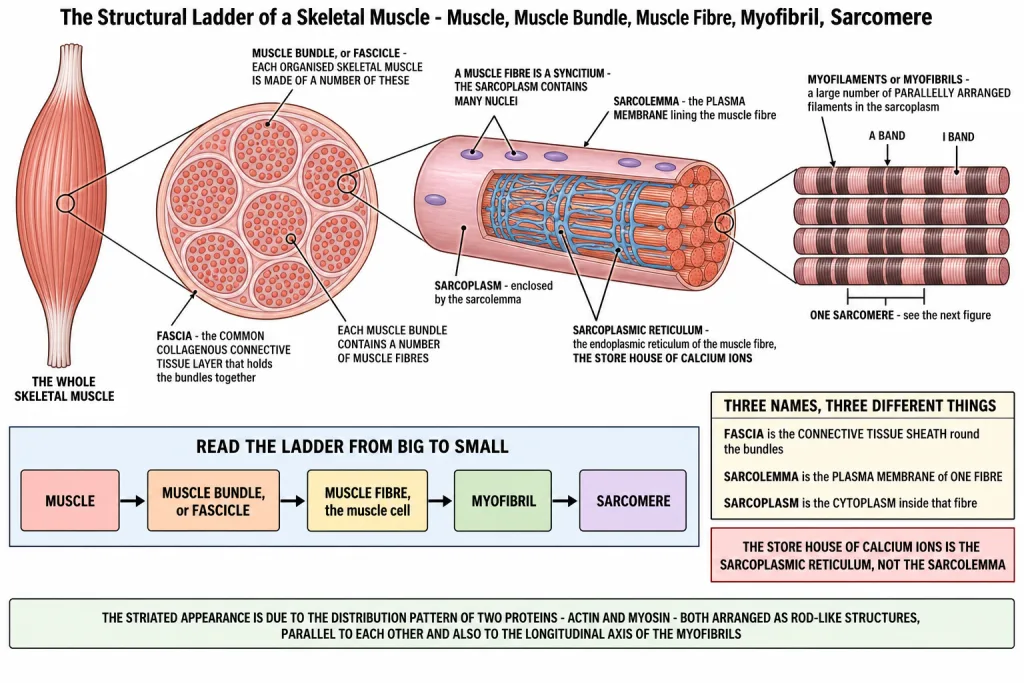 Cross section of a muscle showing fascicles, muscle fibres and sarcolemma