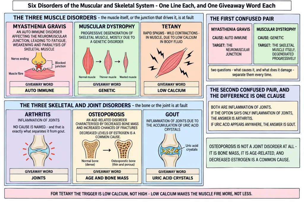 Six disorders of the muscular and skeletal system with their causes