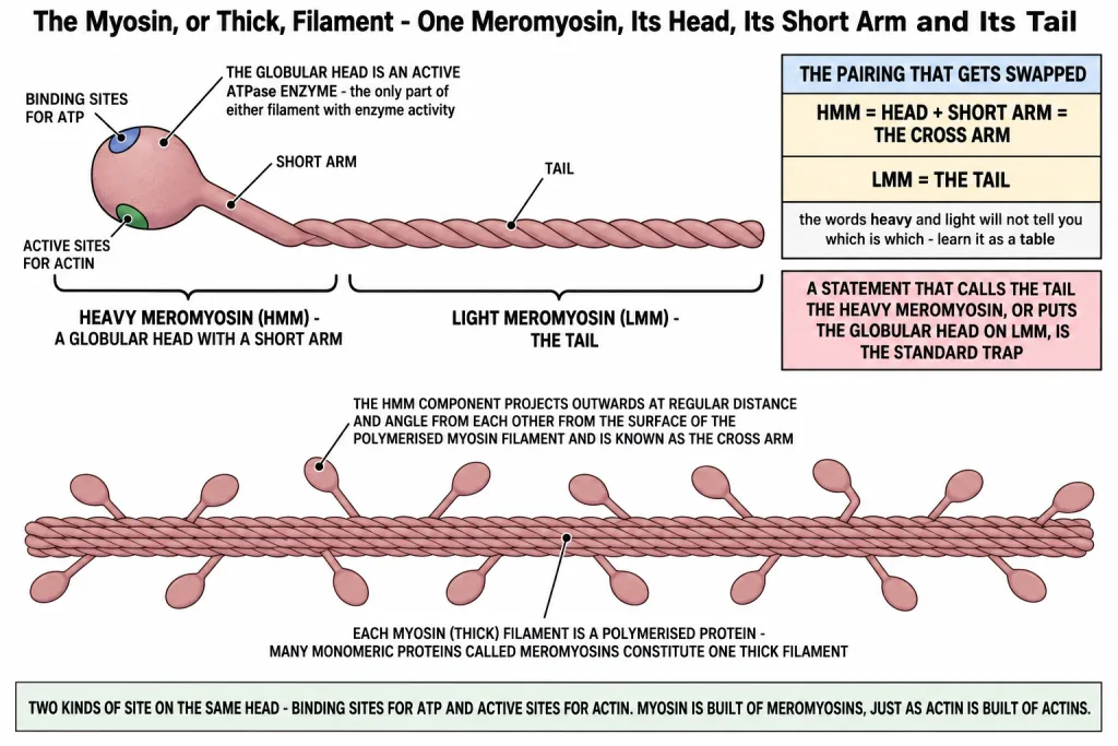 A myosin monomer or meromyosin showing head, cross arm and binding sites