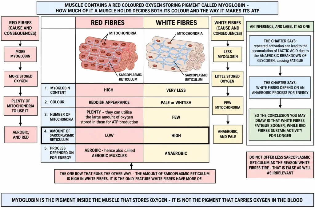 Red and white muscle fibres compared by myoglobin, mitochondria and energy process