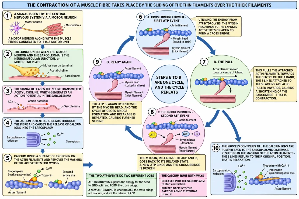 Cross bridge formation, rotation of the myosin head and breaking of the cross bridge