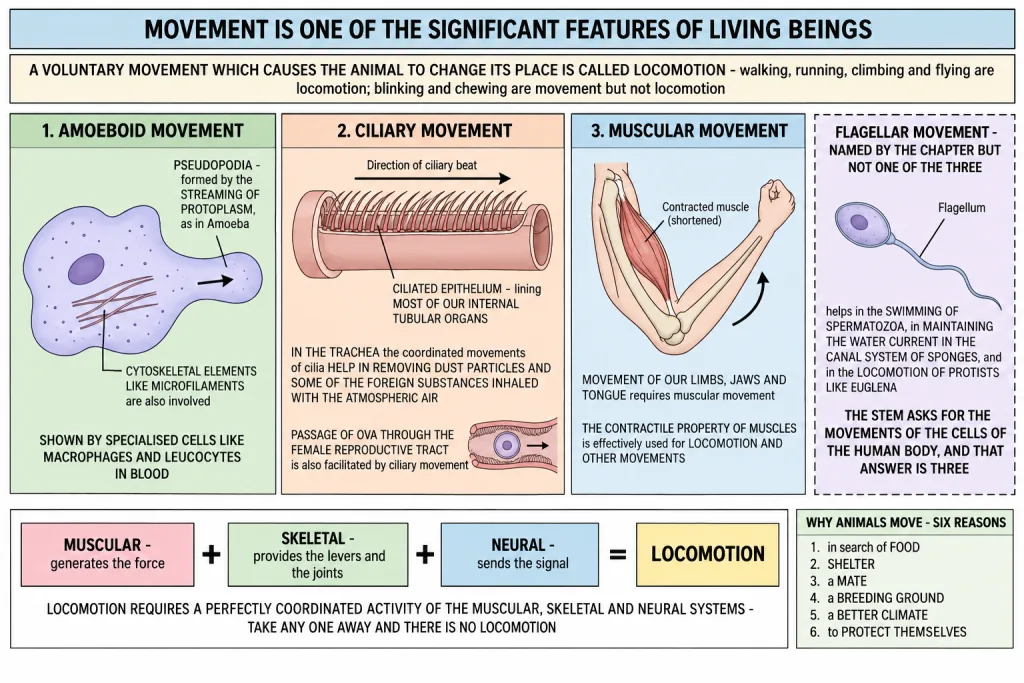 Amoeboid, ciliary and muscular movement with the cells that show each