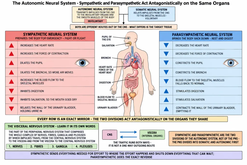 Sympathetic and parasympathetic effects on the body organs