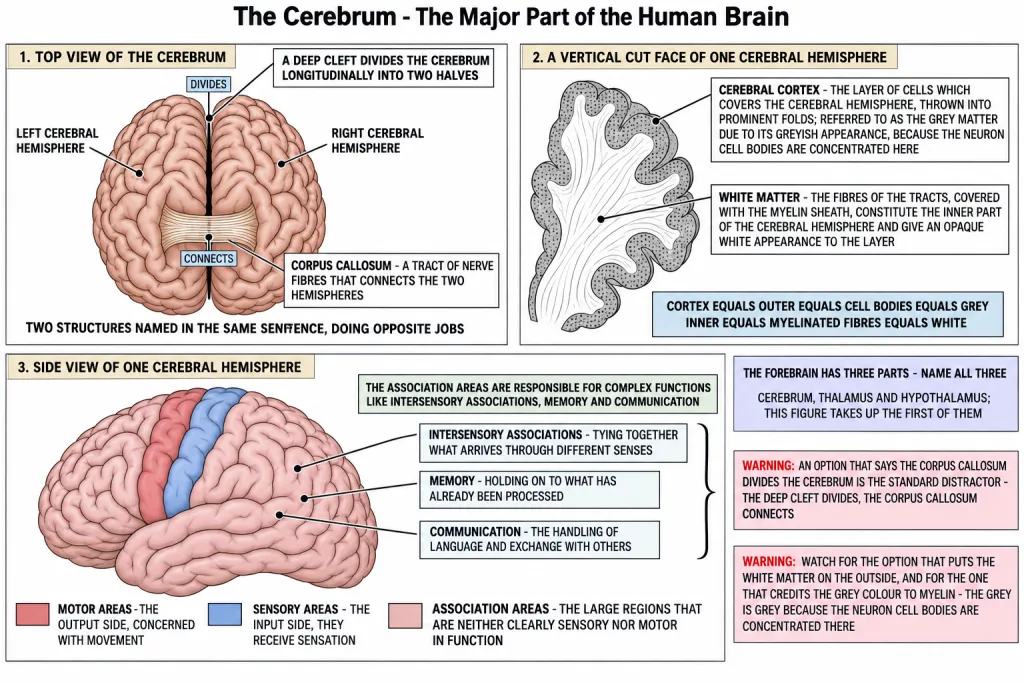 Cerebral hemispheres with cortex corpus callosum and functional areas
