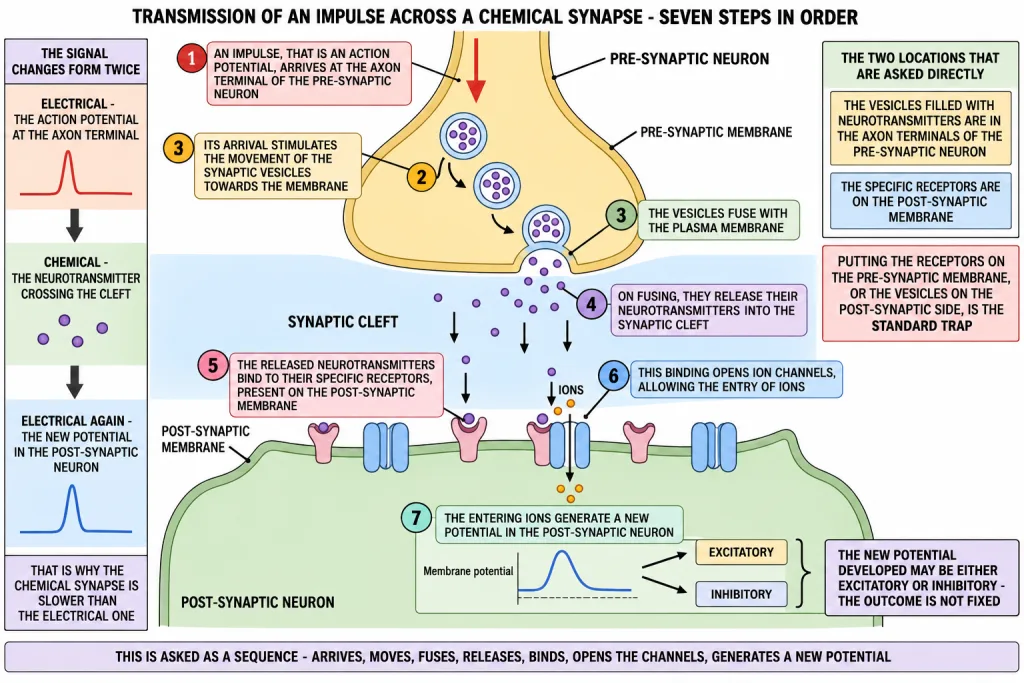 Steps of neurotransmitter release and binding at a chemical synapse