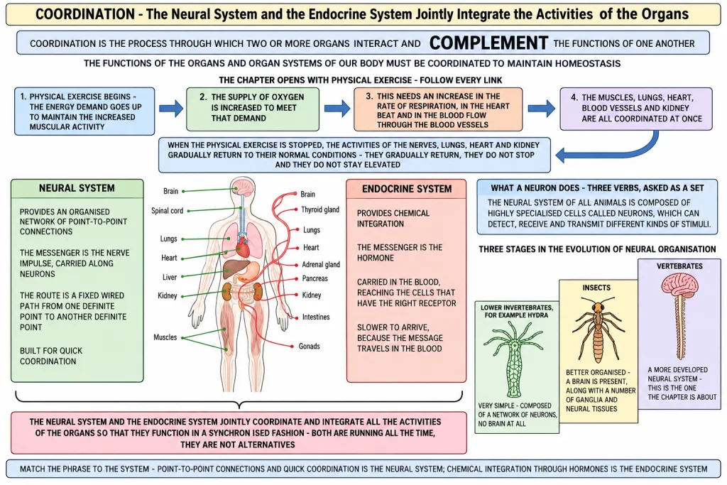 Neural and endocrine systems coordinating the body organs