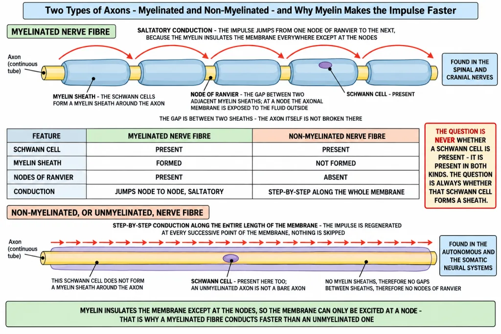 Myelinated axon with nodes of Ranvier beside an unmyelinated axon