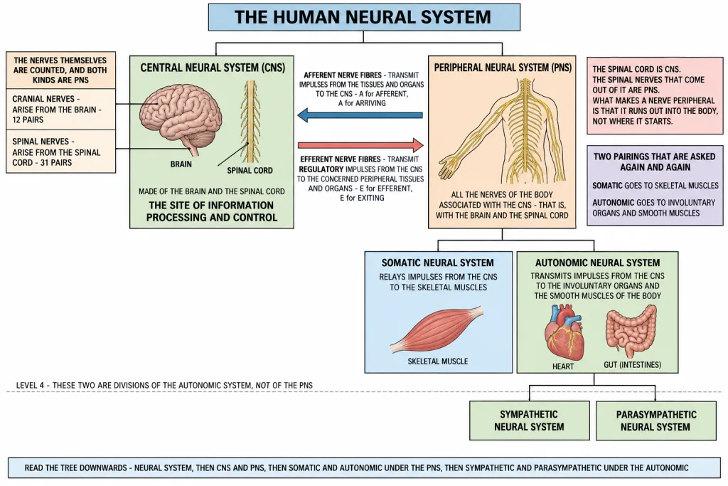 Divisions of the human neural system as a branching chart