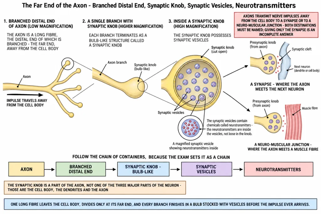 Axon terminal branching into synaptic knobs with synaptic vesicles