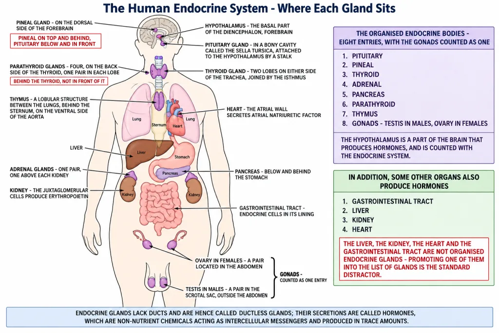 Location of the endocrine glands in the human body