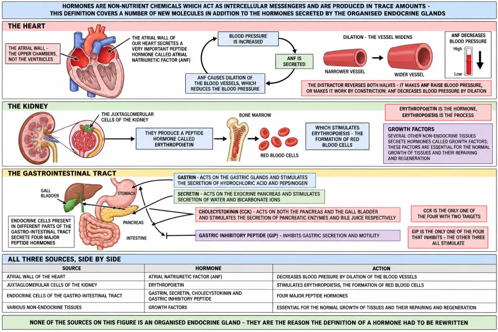 Hormones secreted by the heart the kidney and the gastrointestinal tract