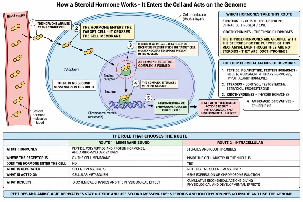 Steroid hormone entering the cell and acting on the genome