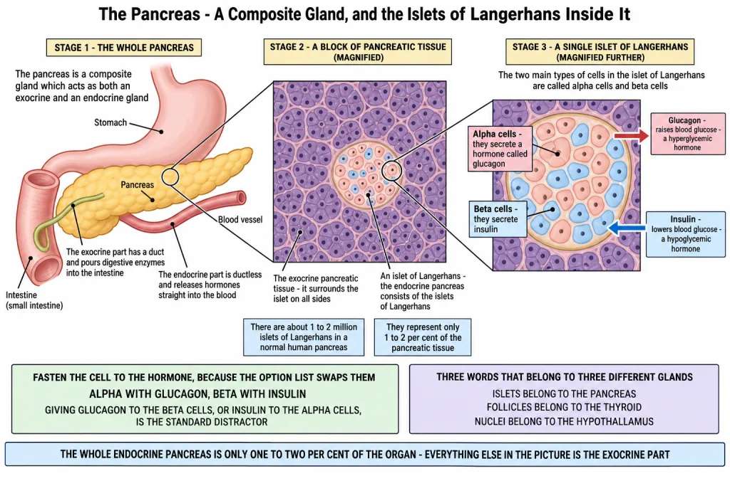 Islet of Langerhans with alpha cells and beta cells in the pancreas