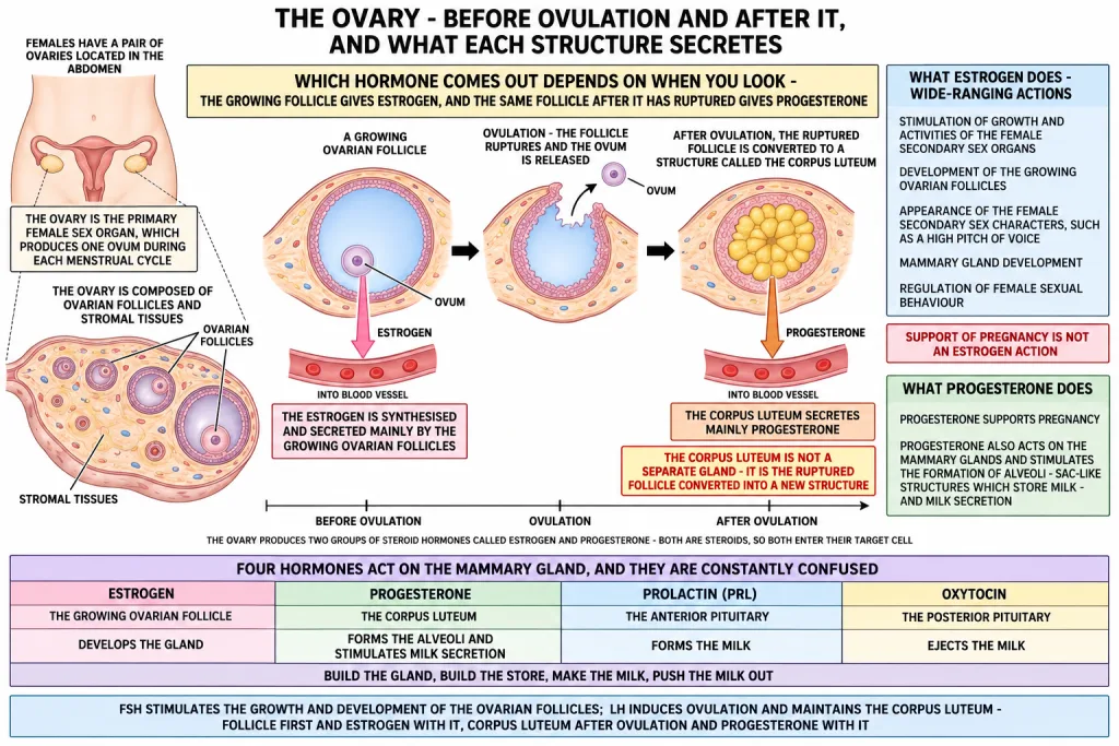 Growing ovarian follicle and corpus luteum with the hormone each secretes