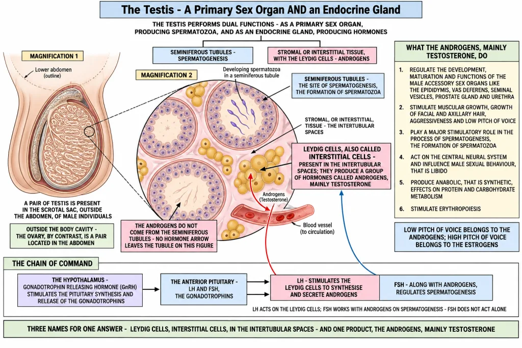 Leydig cells in the intertubular spaces of the testis secreting androgens