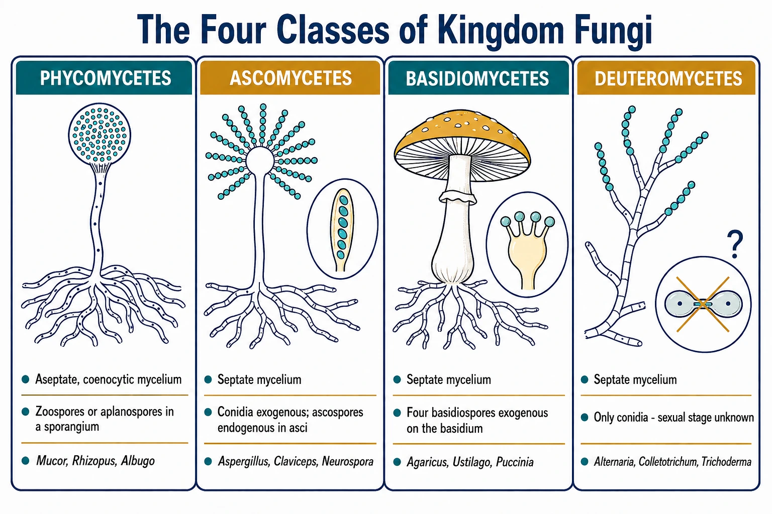 Mucor, Aspergillus and Agaricus representing the fungal classes