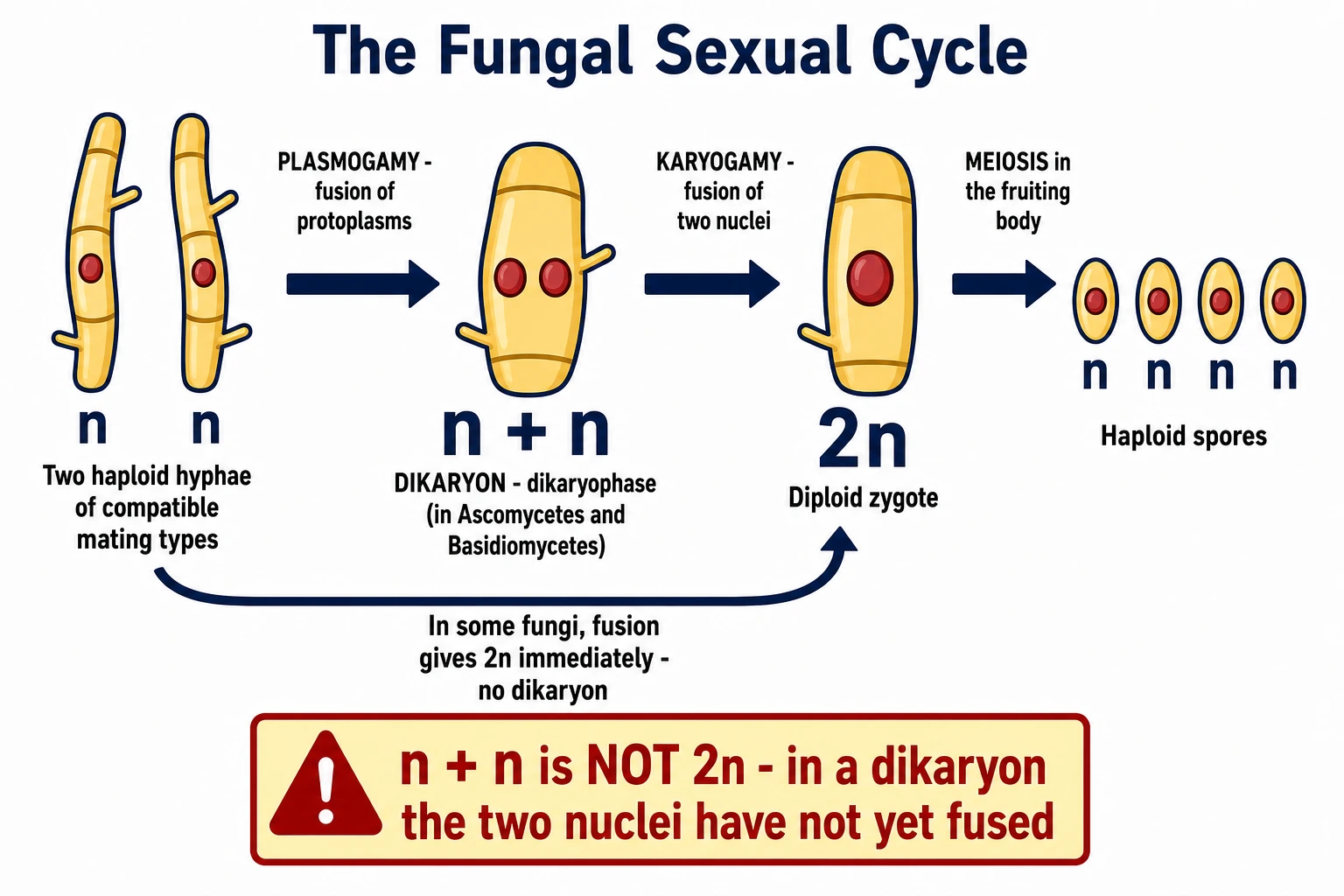 Plasmogamy, dikaryon, karyogamy and meiosis in the fungal sexual cycle