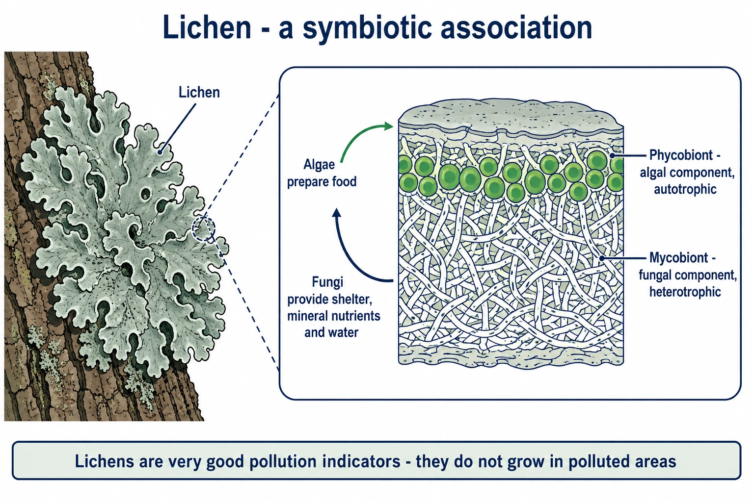 Lichen showing algal phycobiont and fungal mycobiont