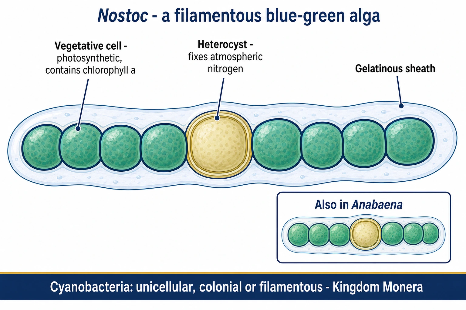 Filamentous blue-green alga Nostoc with a heterocyst