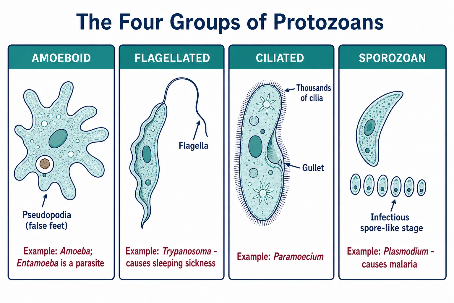 The four protozoan groups with their locomotory structures
