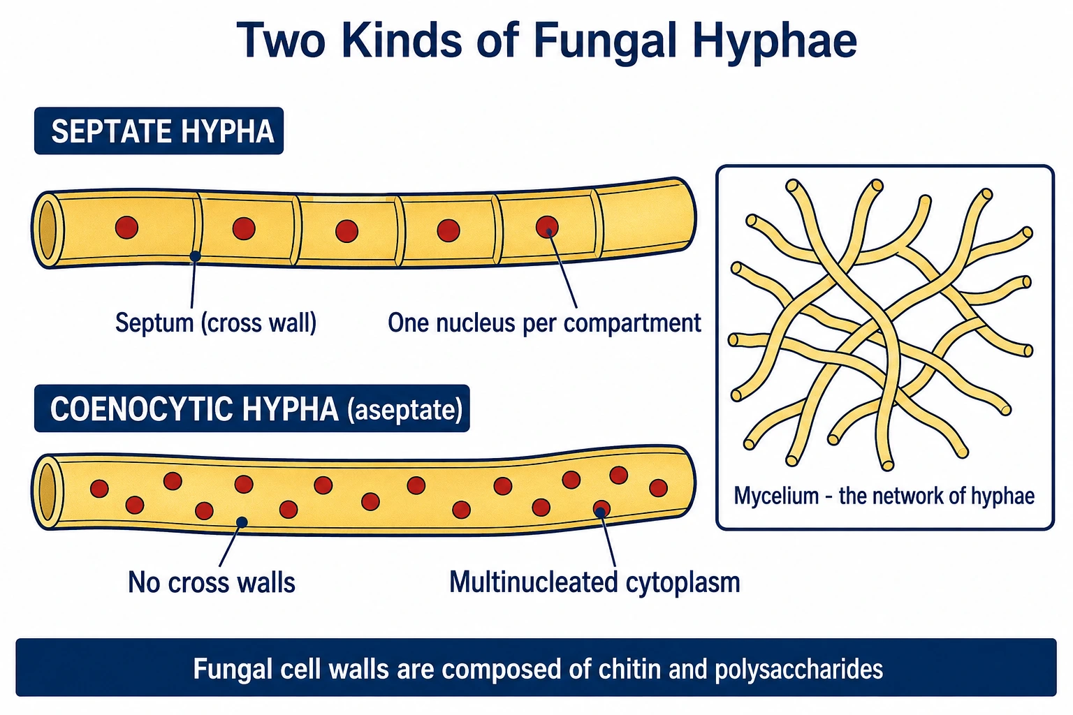 Septate hyphae compared with coenocytic hyphae
