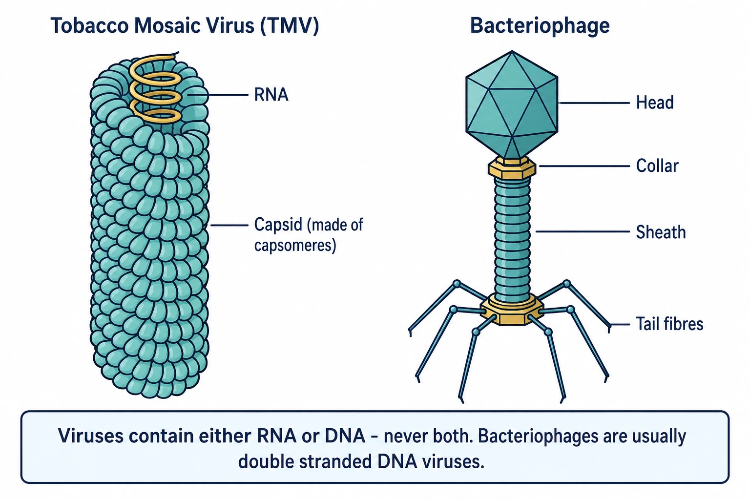 Tobacco Mosaic Virus and bacteriophage structure