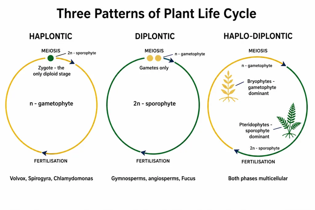 Haplontic, diplontic and haplo-diplontic life cycle patterns