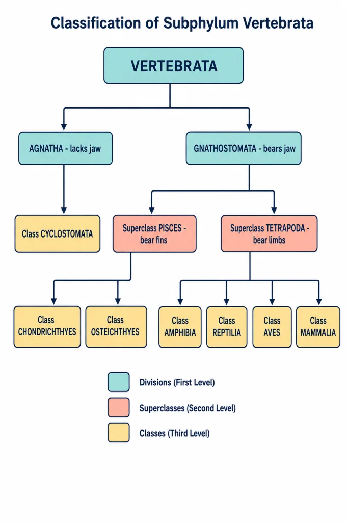 Classification chart of Vertebrata into Agnatha and Gnathostomata with all classes