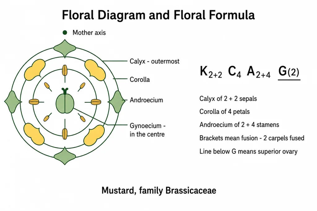 Floral diagram of mustard with mother axis dot, four whorls and its floral formula