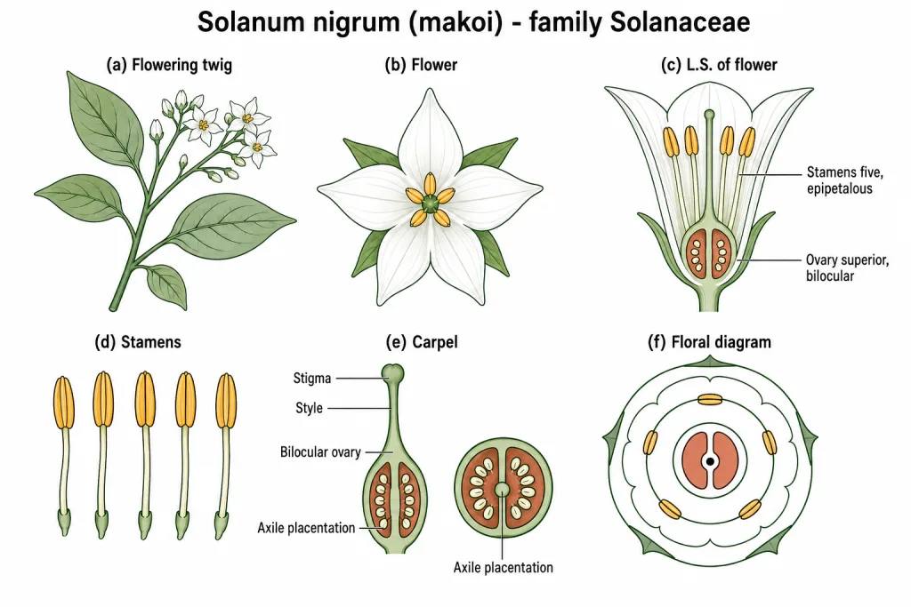 Solanum nigrum flowering twig, flower, stamens, carpel and floral diagram