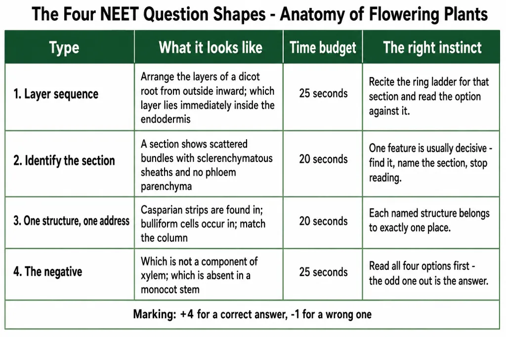 Four NEET question shapes for plant anatomy with time budgets