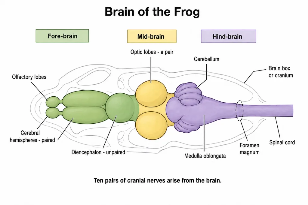 Frog brain showing fore-brain, mid-brain and hind-brain divisions