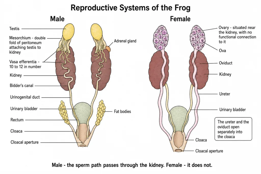 Male and female reproductive systems of the frog side by side
